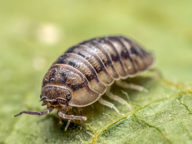 pill bug